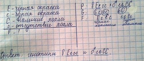 Укур осраска оперения определяется геном е, бурая - е, наличие хохла - с, отсутсвие - с. бурый хохла