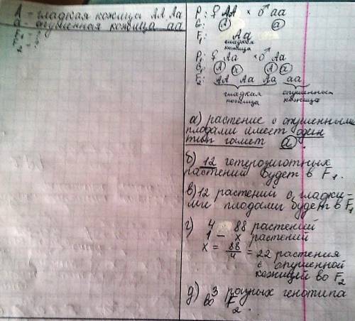 Большое покажите решение)) 24. у томатов гладкая кожица плодов является доминантным признаком по отн