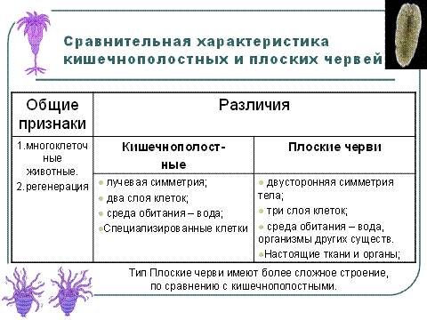 Преимущества плоских червей по сравнению с кишечнополостными