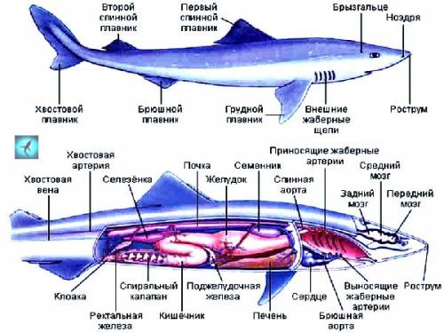 Те с лабороторной) внутреннее строение рыб