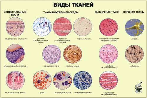 Ткань, содержащая наименьшее количество межклеточного