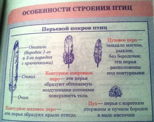 1какие виды перьев вам известны? 2чем они различаются между собой? 3каковы их функции?