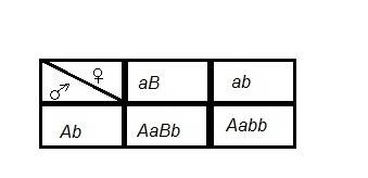 Aaвb х aabb, где a-круглая, а- грушевидная, в-красные, в-желтые. найти f1 и f2