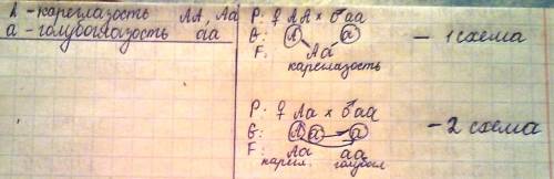 Составьте схемы моногибридного скрещивания(2примера)