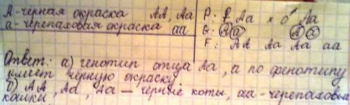 От черной кошки родились один черепаховый и несколько черных котят. определите: а) фенотип и генотип