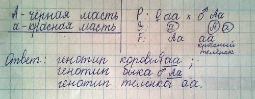 Красная масть рецессивная по отношению к чёрной. красная корова от скрещевания с гетерозиготным чёрн