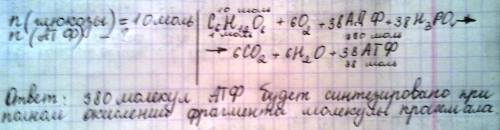 Сколько молекул атф будет синтезировано в клетках эукариот при полном окислении фрагмента молекулы к