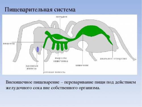 Паукообразные его пищеварительная система,пищеварение и тип питания