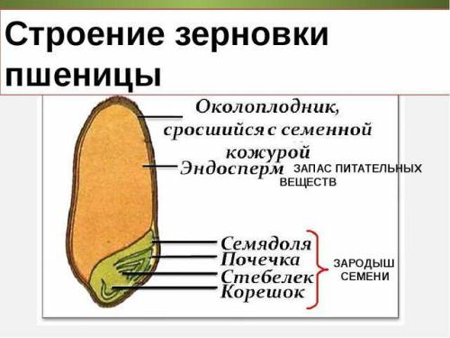 2) предложите вариант опыта, с которого можно доказать, что зародыш семени фасоли использует для раз