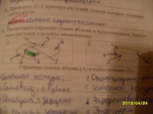 Рассмотрите строение семян подсолнечника и яблони. выполните рисунки, сделайте обозначения.