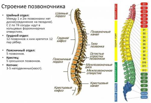 Перечислите особенности строения скелета млекопитающих, связанные с наземным образом жизни.