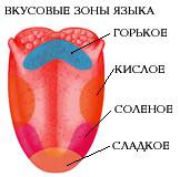 1почему прикасаясь к горькой тоблетке кончиком языка мы не чувствуем этого?