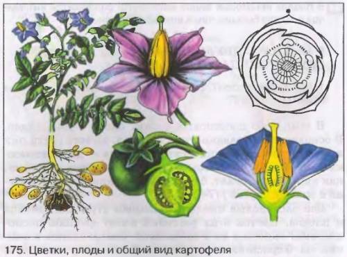 Внешний угол при вершине С прямоугольного треугольника ABC равен 150°. Разность гипотенузы и катета 