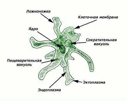 Як людина використовує кисень?