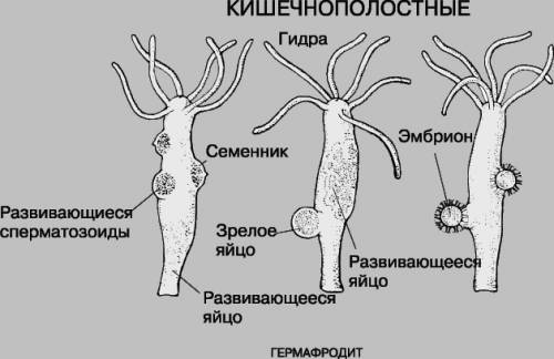 Сравнение кишечнополостных и простейших