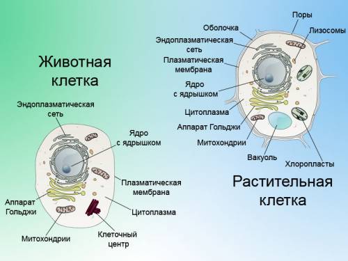 6класс сонин. лабараторная работа: строение животной клетки.