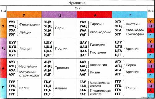 Полипептид состоит из следующих друг за другом аминокислот: глицин-валин-ланин-глицин-лизин-триптфан