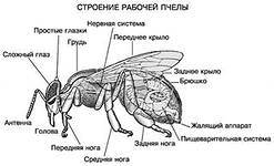 Найдите на карте крупнейшие равнины Евразии.