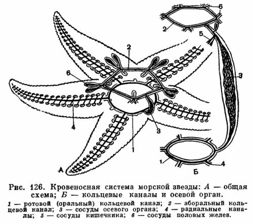 Какая кровеносная система у иглокожих