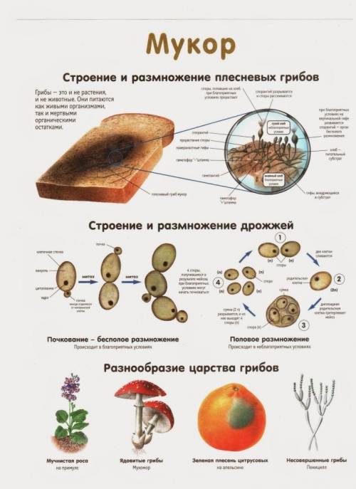 Особое содержание объекта исследования, выделенное путем абстрагирования от других свойств объекта,