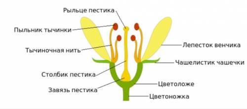 Какие картины предстают перед нами, когда мы читаем слова и выражения: «Горит восток зарею новой», «