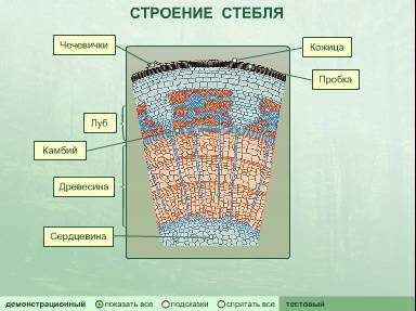 Лабораторная работа строение стебля пробка луб древесина сердцевина