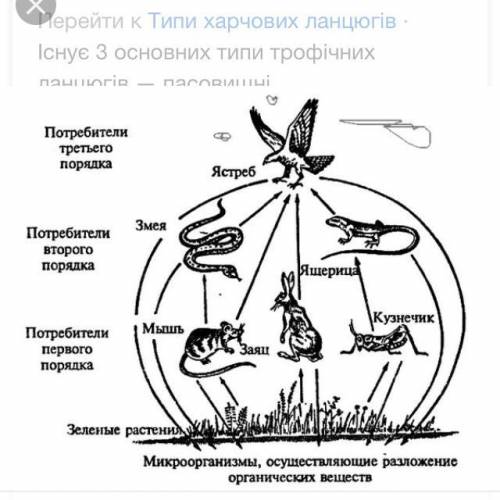 Ланцюг живлення харчового зв’язку