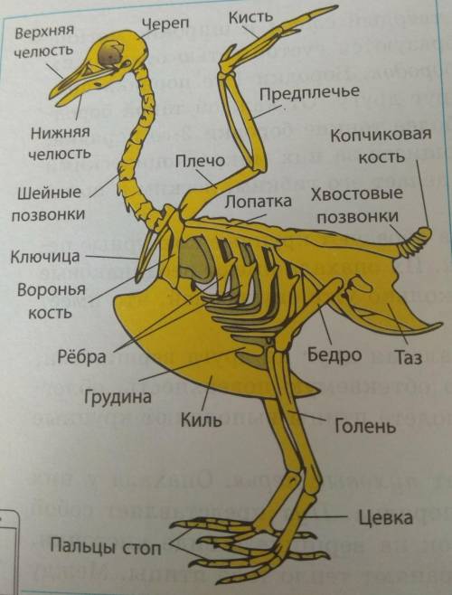 Опорно-двигательная система птиц. как скелет при к полету? можно либо фото из учебника, либо своими