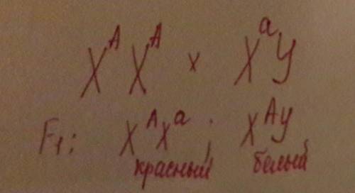 Уплодовой мухи дрозофилы белоглазость определяется рецессивным геном, локализованным в x-хромосоме.