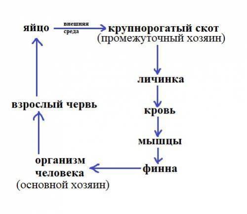 Заполните таблицу: «развития бычьего цепня».стадии развитиягде происходит, 20 )) ​