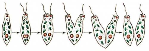 2. установите верную последовательность процессов,происходящих при делении эвглены1) молодые ядра и