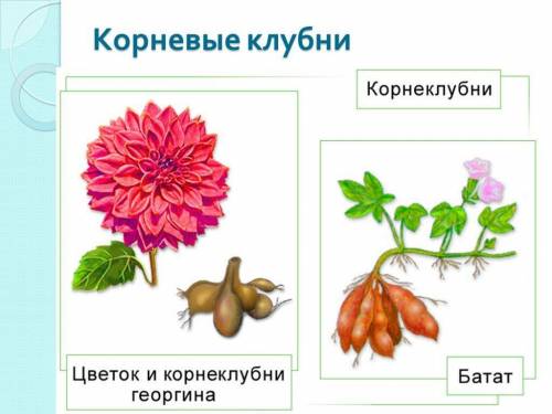 Какие виды подземных видоизменённых корней вы знаете?