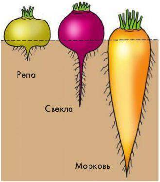 Какие виды подземных видоизменённых корней вы знаете?
