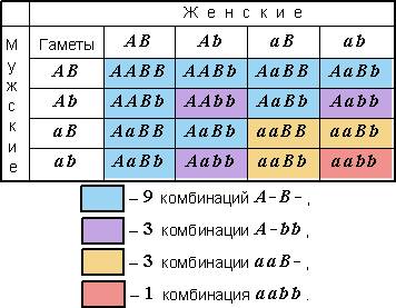 1. почему влияние независимого наследования признаков обнаруживается лишь у гибридов второго поколен