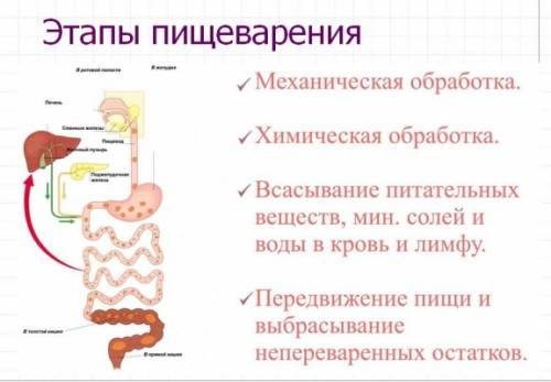 Вчем состоят основные функции органов пищеварения?