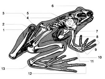 Строение и функции систем внутренних органов лягушки