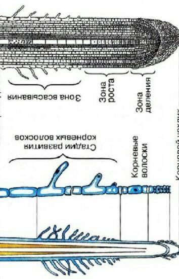 Какое строение молодого корня? ​