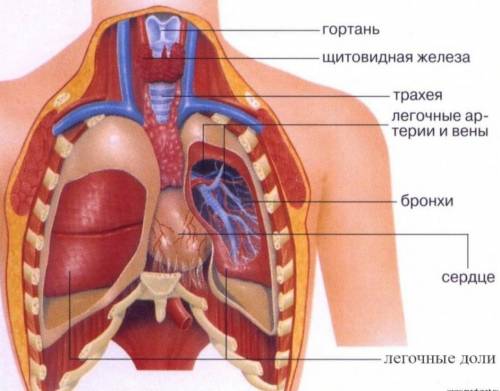 Билет 3. 3)показать внутренее расположение органов по таблице.