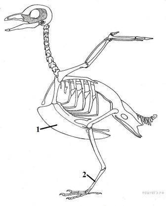 Отдел скелета птиц в котором выделяют цевку ​