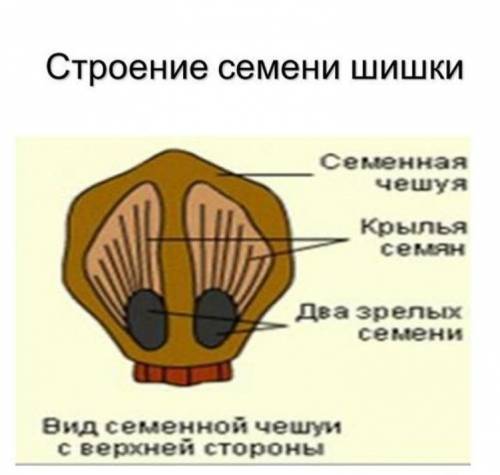 Изучение строения шишек и семян хвойных растений.