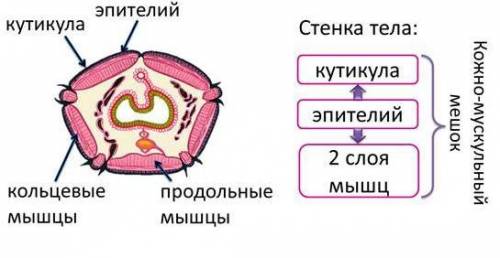 Какая опорно-двигательная система у кольчатых червей? , зарание ))