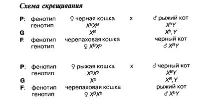 Ген окраски у кошек наследуется через х хромосому, черный цвет доминантный обозначается через в лака