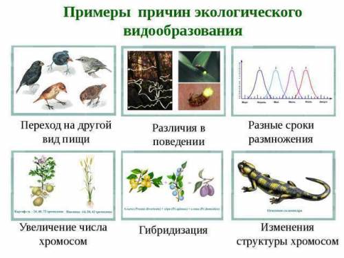 Причины экологического видеообразования?