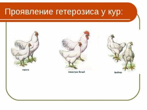 Привидите примеры использования эффекта гетерозиса в животноводстве, .