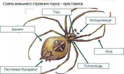 Строение паука, какие функции они выполняют.