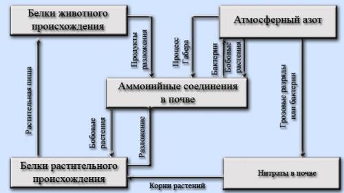 Опишите кратко груговорот азота в природе!