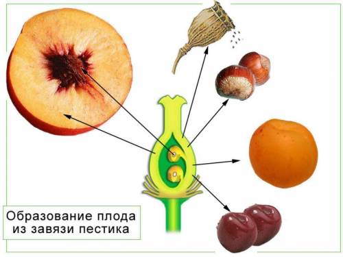 Что формируется из семязачатка и завязи пестика?