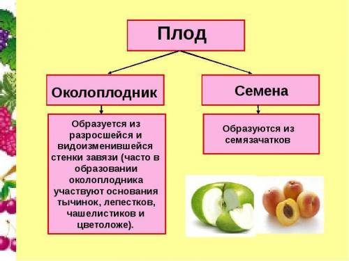 Что формируется из семязачатка и завязи пестика?