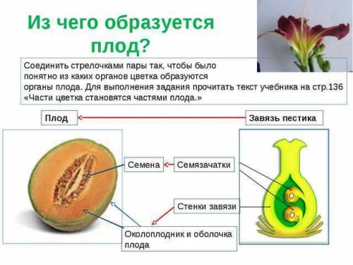 Что формируется из семязачатка и завязи пестика?