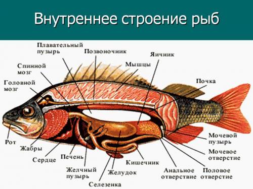 Заполните таблицу: внутреннее строение рыбы название органа| выполняемая функция